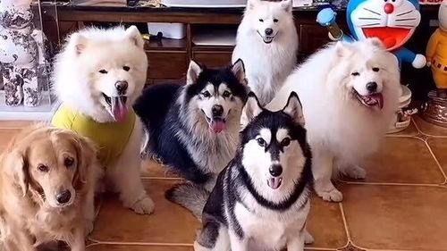 国产女人与狗,女性力量与忠诚犬伴的感人故事